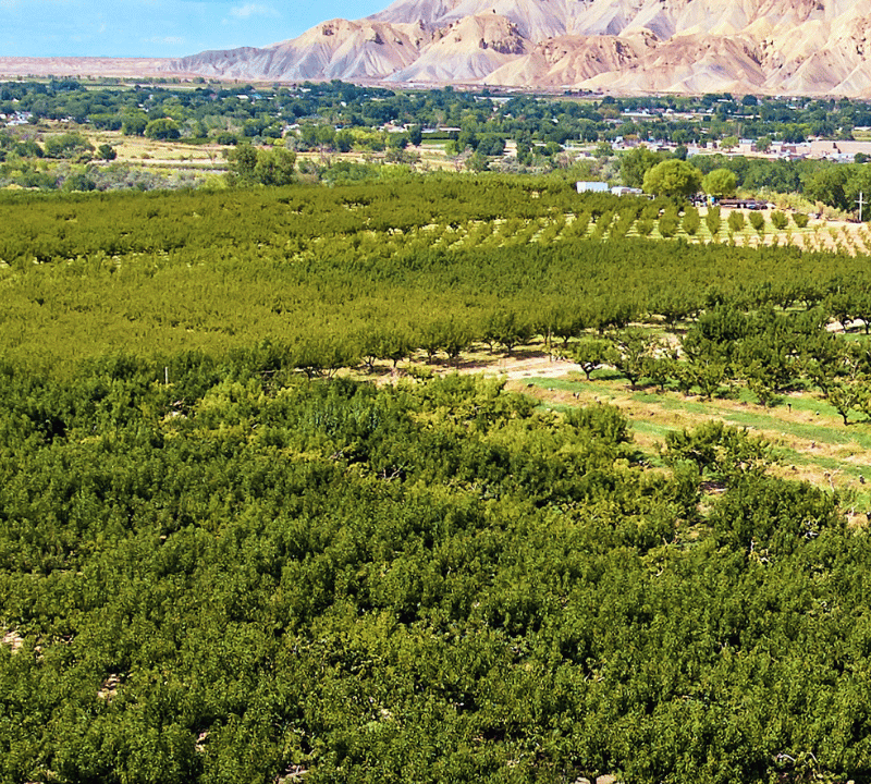 A panoramic view of a lush green orchard in Palisade, Colorado, with a mesa in the background under a blue sky. Text reads PEACH STREET DISTILLERS at the top and SIP LOCAL at the bottom—perfect for celebrating Earth Month.