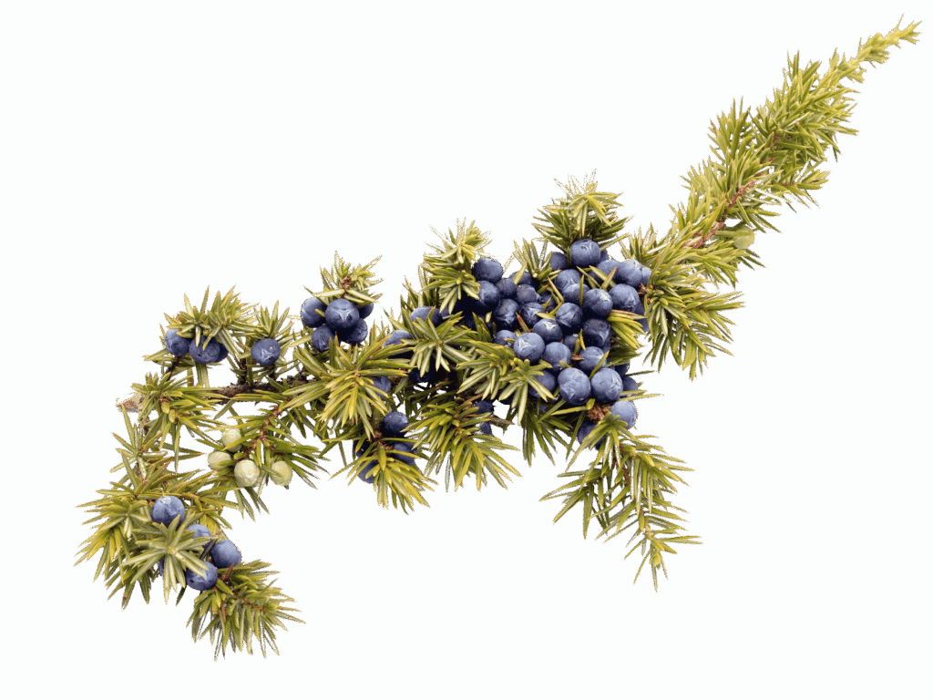 A branch of juniper with sharp green needles and clusters of small, round, dark blue berries on a white background.