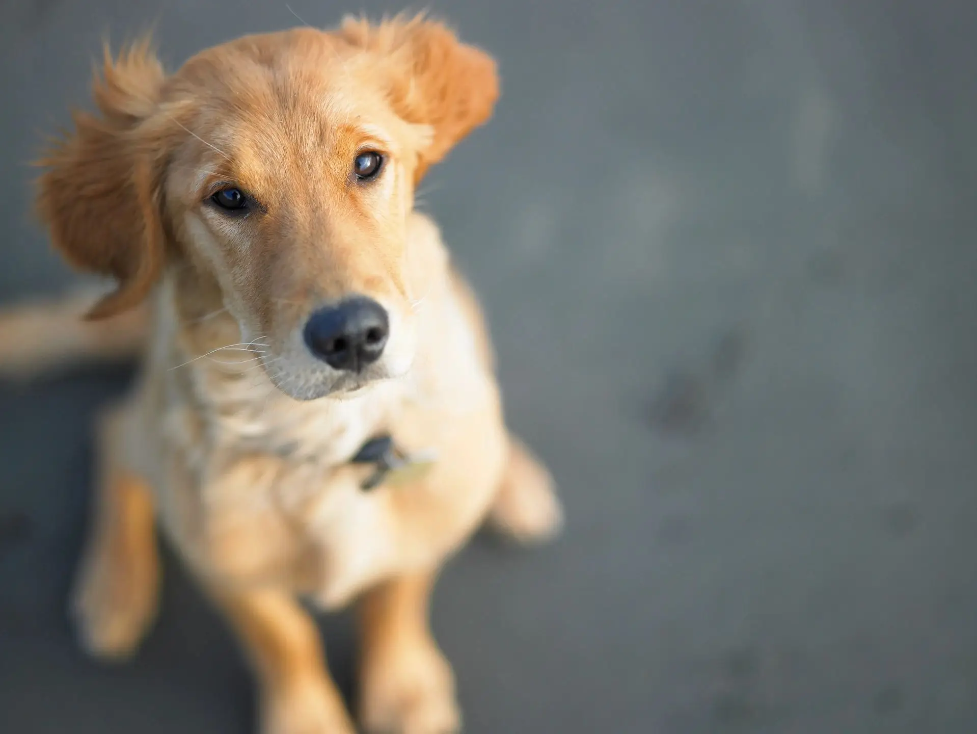 A golden retriever puppy sits on a gray surface, looking up with soulful eyes and floppy ears. The background is blurred, drawing attention to the dogs expressive face.