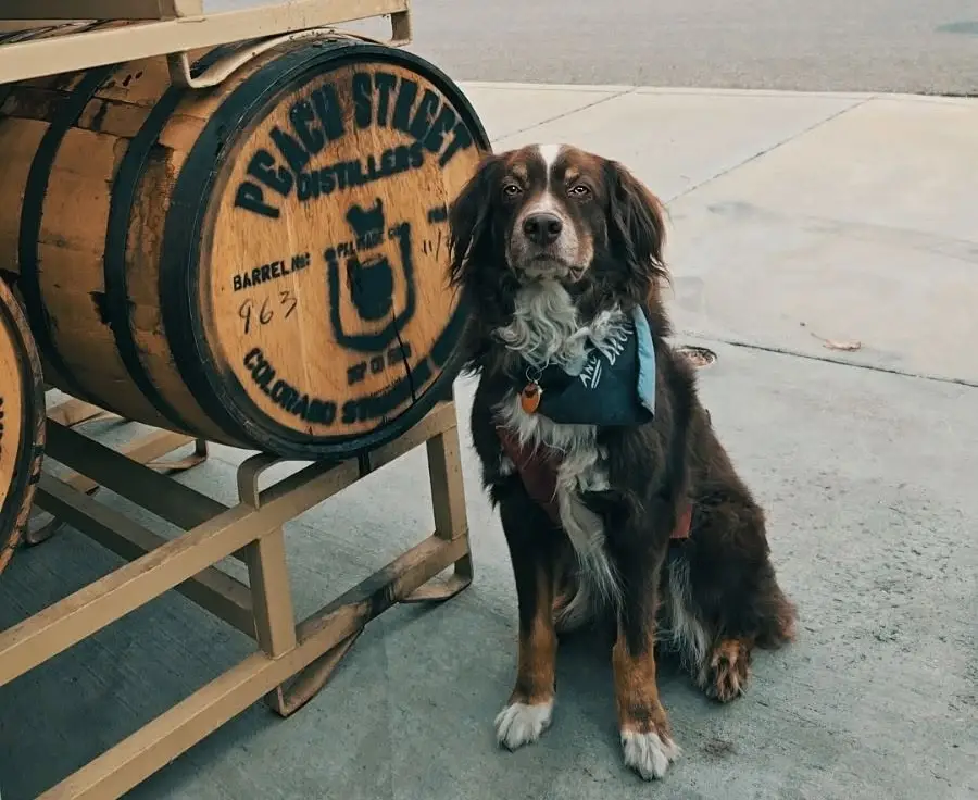 A brown and white dog with a blue bandana sits next to a large wooden barrel labeled Peach Street Distillers on a concrete sidewalk, eagerly waiting to greet anyone who comes to visit the distillery.