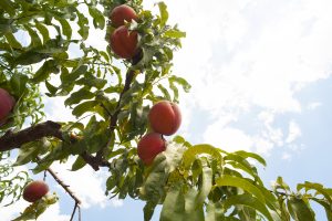 Ripe peaches hanging from the branches of a tree with green leaves, set against a bright blue sky—perfect scenery before heading out for palisade pizza or enjoying craft cocktails on a sunny afternoon.