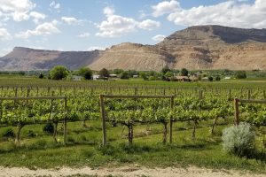 Vineyard rows with green grapevines in the foreground, small houses scattered across a lush field, and tall rocky mesas rising in the background—perfect for enjoying craft cocktails under a partly cloudy sky.