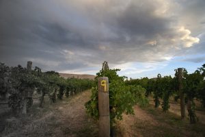 Rows of grapevines stretch under a dramatic, cloudy sky at sunset. A wooden post marked with a yellow number 9 stands in the foreground, dividing the vineyard—perfect for unwinding after whiskey tasting or grabbing palisade pizza nearby.