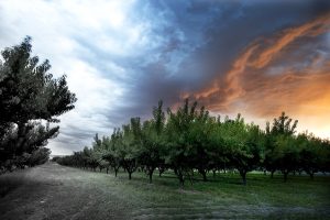 Orchard, Palisade, Colorado. Home of Peach Street Distillers.
