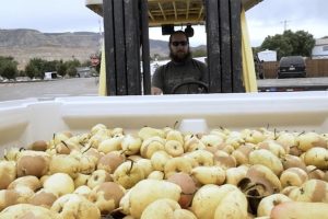 A man drives a forklift carrying a large bin filled with freshly harvested pears on a street with mountains and houses in the background, passing by a local distillery known for its pear-infused whiskey tasting events.